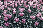 Pink Tulip Field