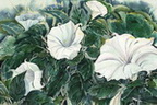 Moonflowers