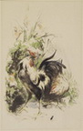 Untitled (Rooster & Hen)