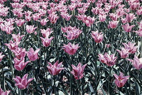 Pink Tulip Field