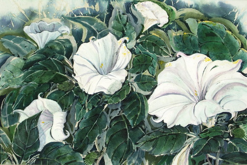 Moonflowers