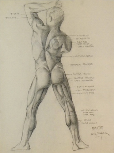 Anatomy 